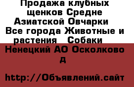 Продажа клубных щенков Средне Азиатской Овчарки - Все города Животные и растения » Собаки   . Ненецкий АО,Осколково д.